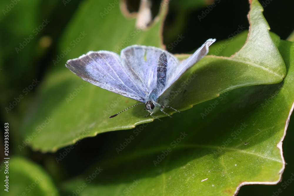 Fototapeta premium Holly Blue Butterfly On Leaf - 241E9234