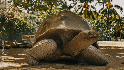 Bild auf Leinwand Seychelles giant tortoise on sandy ground at Curieuse Island tortoise sanctuary, Seychelles