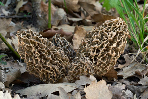Morchella vulgaris mushroom growing in the leaves. Edible morel mushrooms in the oak forest.