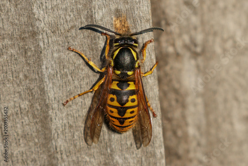 German Yellowjacket Wasp On Fence - 241E8272