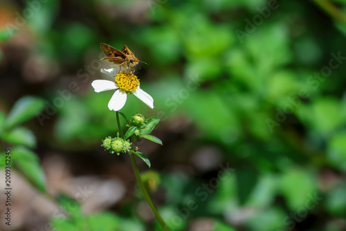фотографія A fiery skipper butterfly on a white beggartick flower