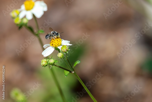 Vászonkép A hoary leafcutter bee on a white beggattick flower