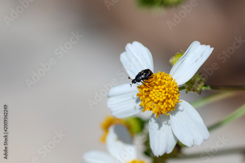 Obraz na plátně A pygmy chafer insect on a white beggartick flower