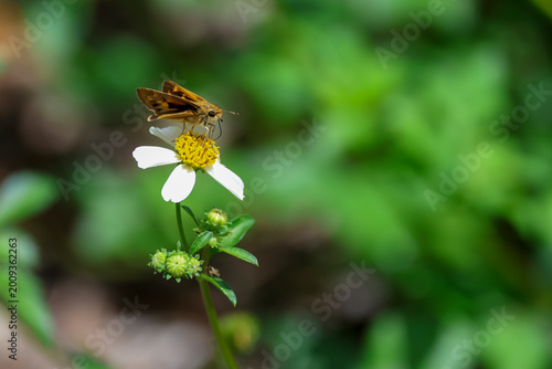 Fotografija A fiery skipper butterfly perched on a white beggartick flower