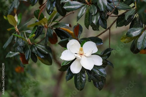 A single blossom of a southern magnolia