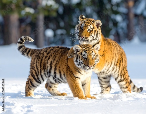 Two young tigers with striking orange and black stripes play in a snowy landscape, set against a blurred forest backdrop