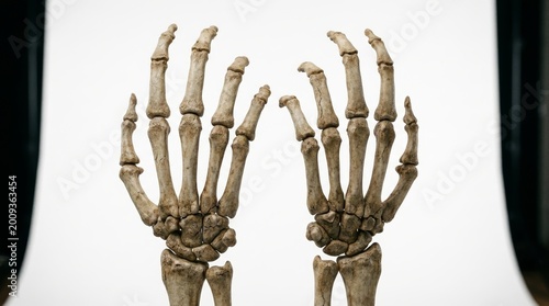 Skeletal Hands Held Up Anatomy Education Illustration