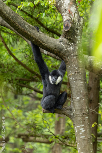 The northern white-cheeked gibbon (Nomascus leucogenys) is a species of gibbon native to South East Asia. Male gibbon, Female gibbon