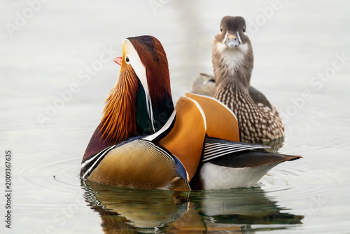 Cuadro en lienzo Mandarin duck, Aix galericulata, courtship display, Europe