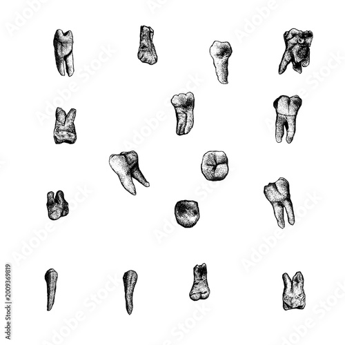 Εκτύπωση καμβά A unique, detailed vector illustration collection of 15 individual human teeth, including molars and premolars with roots, rendered in a classic, textured stipple (dotwork) and engraving style