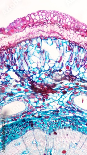 Konstfotografi Pine bark histology section under the microscope