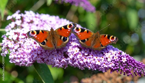 Two vibrant butterflies with distinctive eye-spots rest upon a vibrant, blossoming lavender-colored flower, capturing nature's beauty