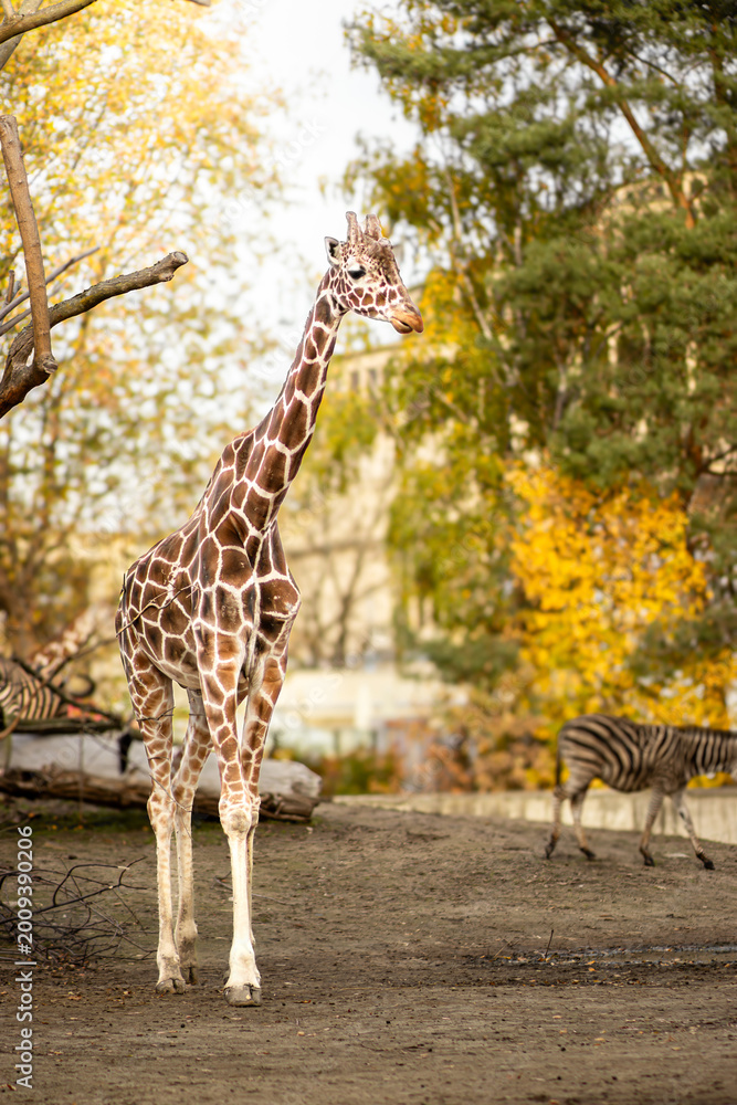 Naklejka premium Giraffe standing in a zoo habitat surrounded by trees and autumn foliage with zebras grazing in the background under clear skies
