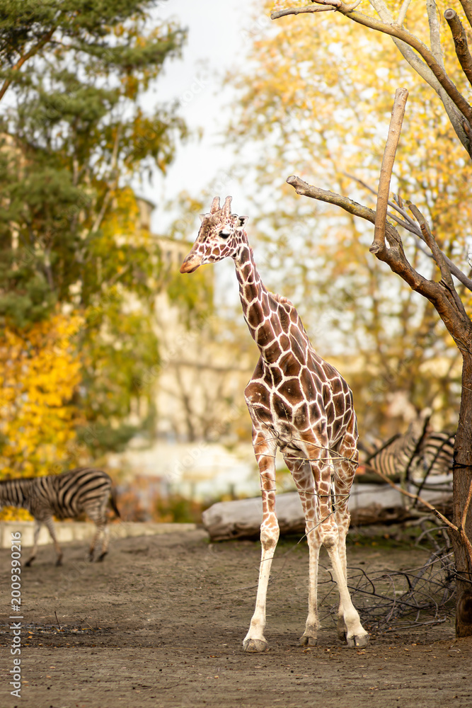 Fototapeta premium Giraffe standing in a zoo habitat surrounded by trees and autumn foliage, with a zebra partially visible in the background on a sandy ground