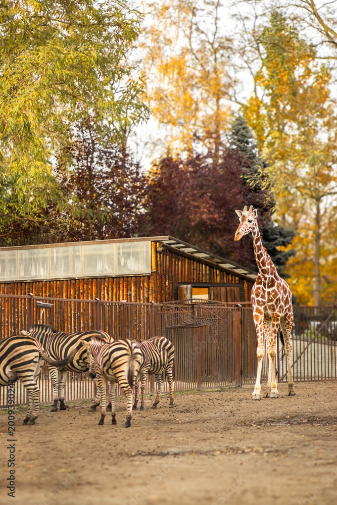 Obraz premium Giraffe standing beside a group of zebras in a zoo enclosure with a wooden structure and autumn foliage in the background