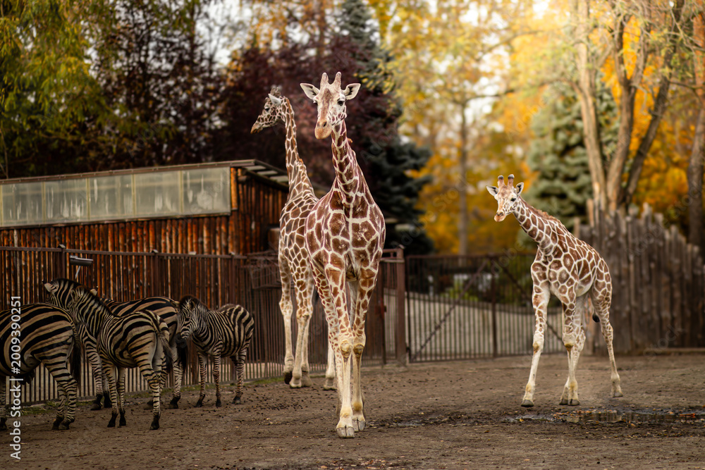Obraz premium Group of four giraffes standing in an enclosure with zebras grazing nearby, surrounded by trees and a wooden structure in the background