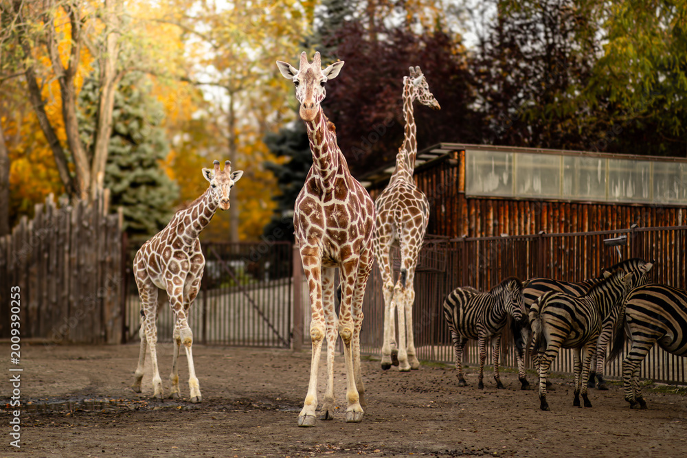 Naklejka premium Group of four giraffes standing in an outdoor enclosure with zebras grazing nearby, surrounded by trees and wooden structures in a zoo setting