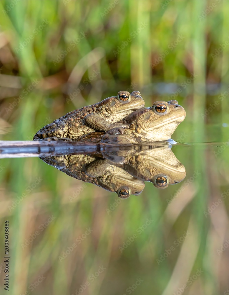 Obraz premium Two toads, one smaller atop a larger one, float on calm water, reflecting their forms below. Background is green, blurred grass and natural