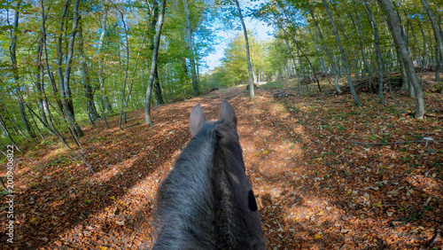 Foto POV, SLOW MOTION: Riding a dark brown horse on along woodland path strewn with leaves