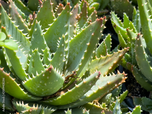 Картината върху платно A closeup view of a potted aloe velociraptor plant.