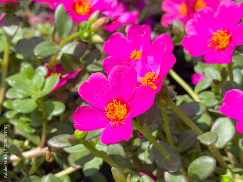 Obraz na plátně A view of the mega pazzaz purple purslane plant.