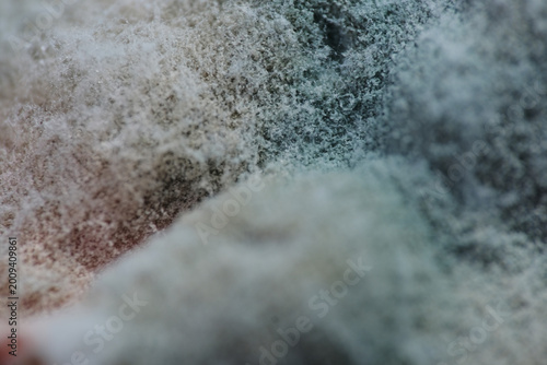 Foto Penicillium species are the most frequent yogurt contaminants