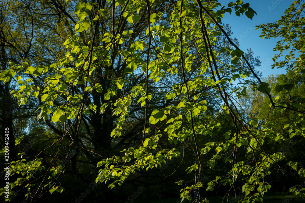 Fototapeta premium Fresh green leaves on tree branches against a blue sky