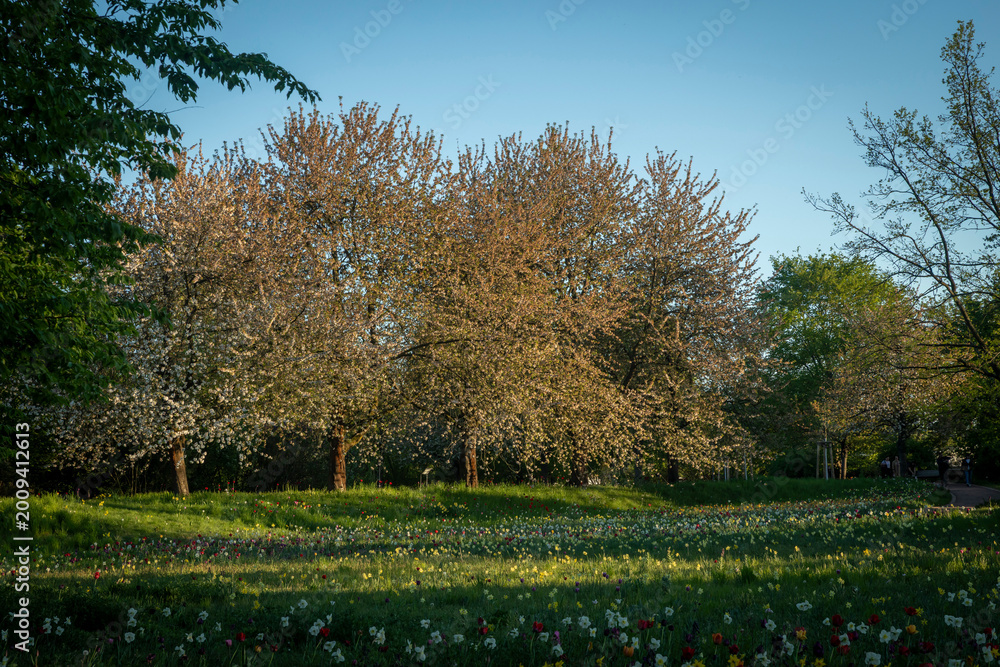 Obraz premium Several blossoming cherry trees standing in a row on a hill covered with a colorful carpet of spring flowers against a clear blue sky.