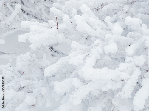 Foto Snow and rime ice on the branches of bushes