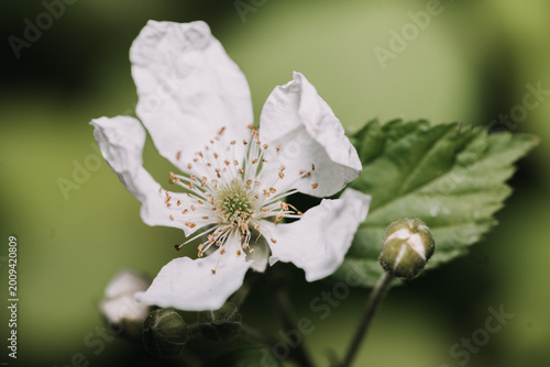 Beautiful white flower
