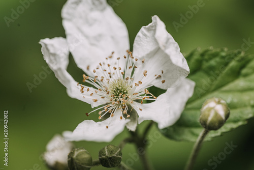 Indiana native common blackberry flower