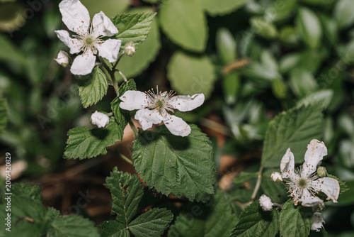Blackberry plant blossom with a woodland background 