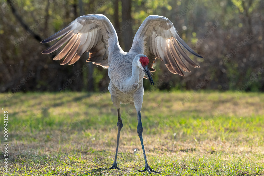 Obraz premium A large mature red heron egret standing in a green grassy field with its wings spread open. The tall grey blue bird has a red shaggy feathered body and long grey legs. 