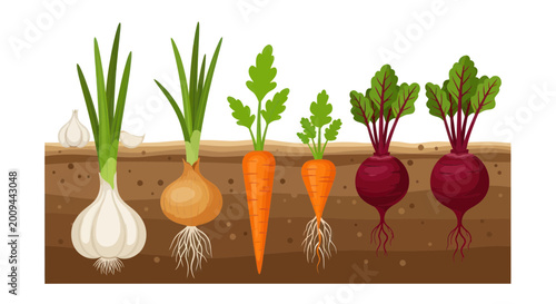 Root vegetables and alliums growing in soil cross-section: garlic, onion, carrots, beets