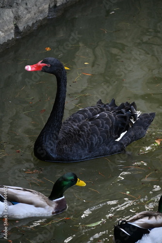black swan on the lake