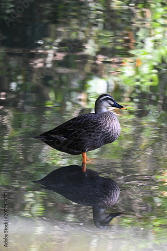 duck in the water