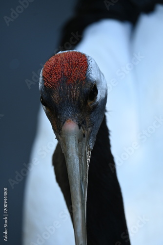 close up of a red-crowned crane
