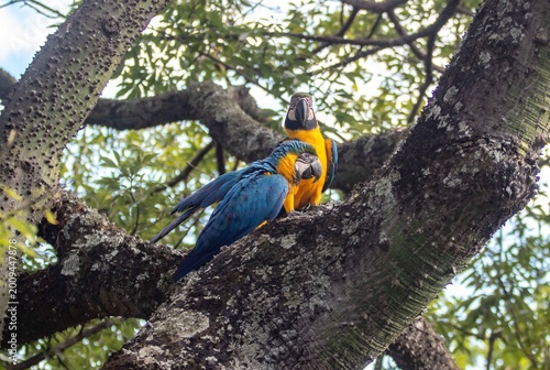 Three blue and yellow macaws Ara ararauna perched on a tropical tliaree with a thorny trunk, showing their iconic vibrant plumage. 