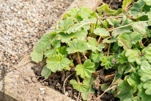 Fotografia Ladys mantle or Alchemilla Mollis plant in Saint Gallen in Switzerland 4