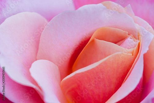 Elegant White Rose with Subtle Pink Tint Blooming Softly in a Garden from Spring to Early Summer with Copy Space