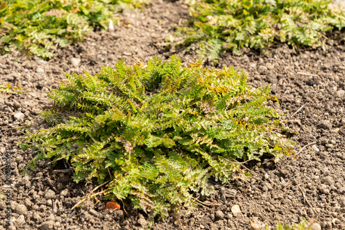фотографія Dropwort or Filipendula Vulgaris Plena plant in Saint Gallen in Switzerland 4