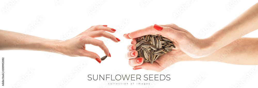 Fototapeta premium Female hand sunflower seeds on a white background isolation
