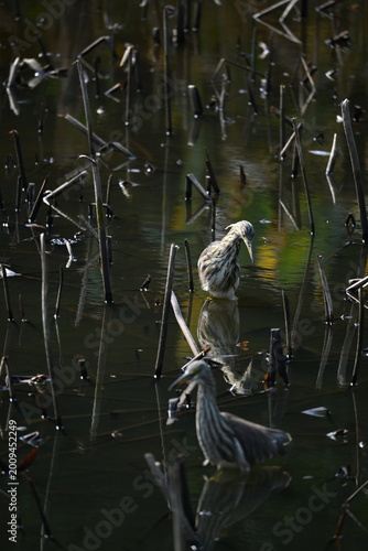 Black-crowned Night Heron
