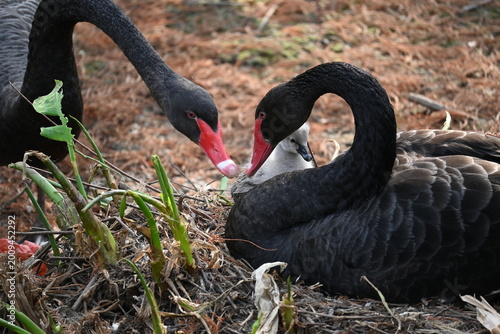 a black swan family on a grass