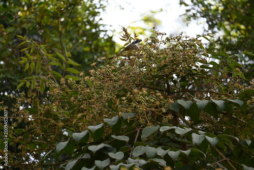 flowers and bird on a tree