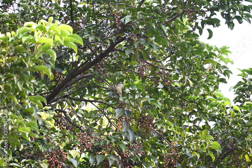 green leaves in the sun