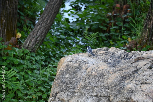 Billede på lærred wagtail bird on a rock