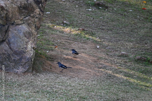 birds walking in the woods