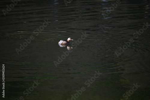 Podiceps in the water
