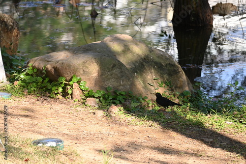 black bird in the forest